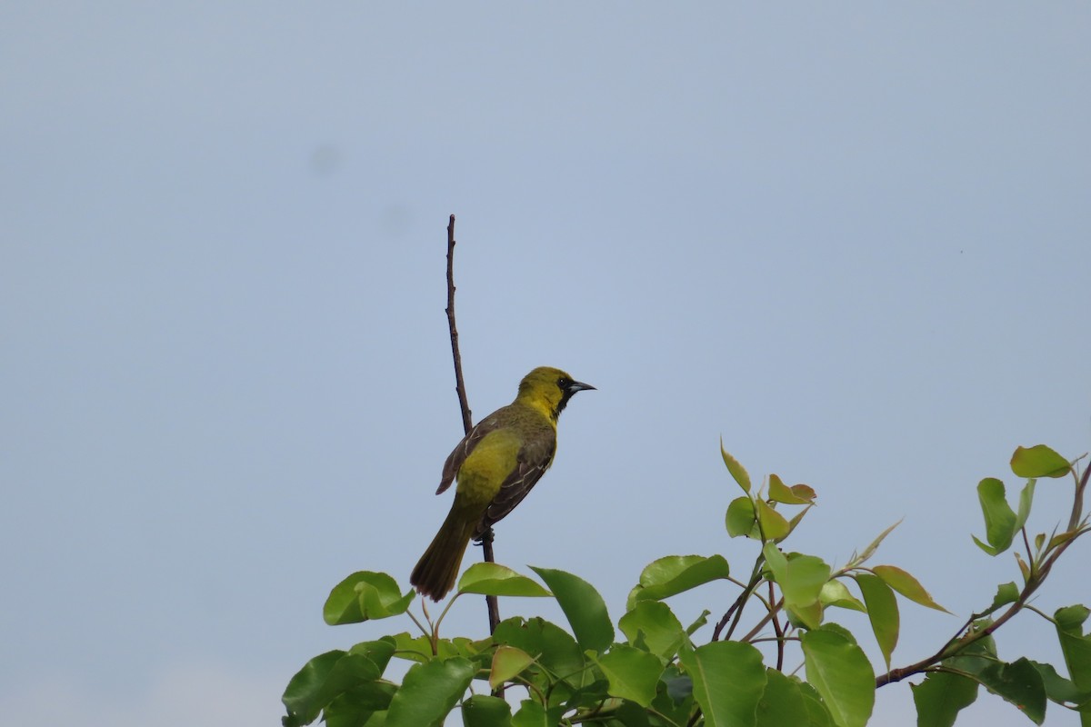 Orchard Oriole - ML339008251