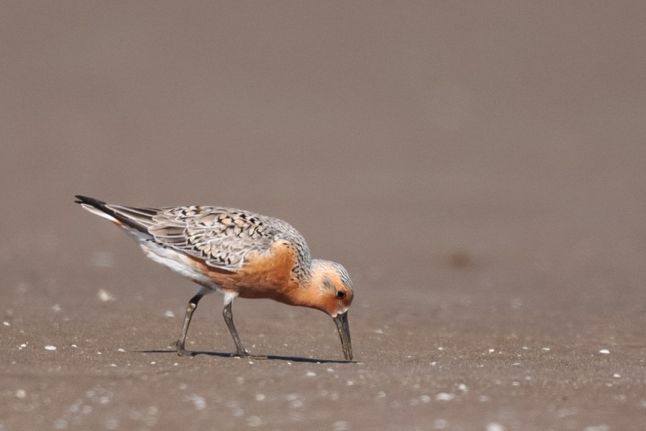 Red Knot - ML339009431