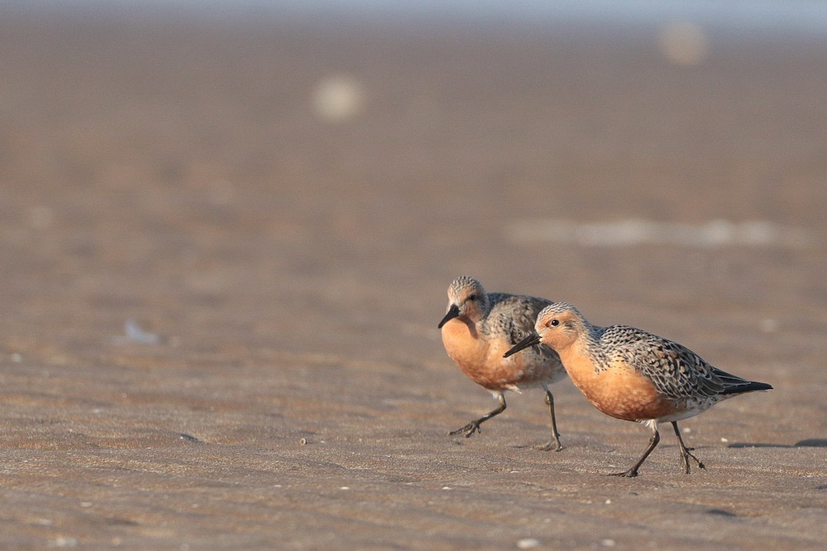 Red Knot - ML339009441