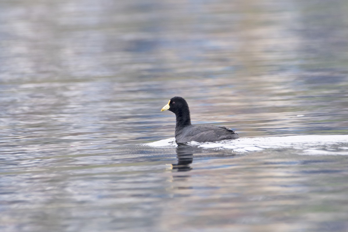 White-winged Coot - ML339016081