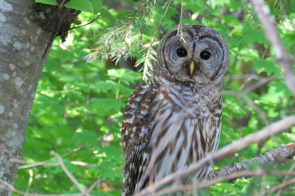 Barred Owl - ML339018251