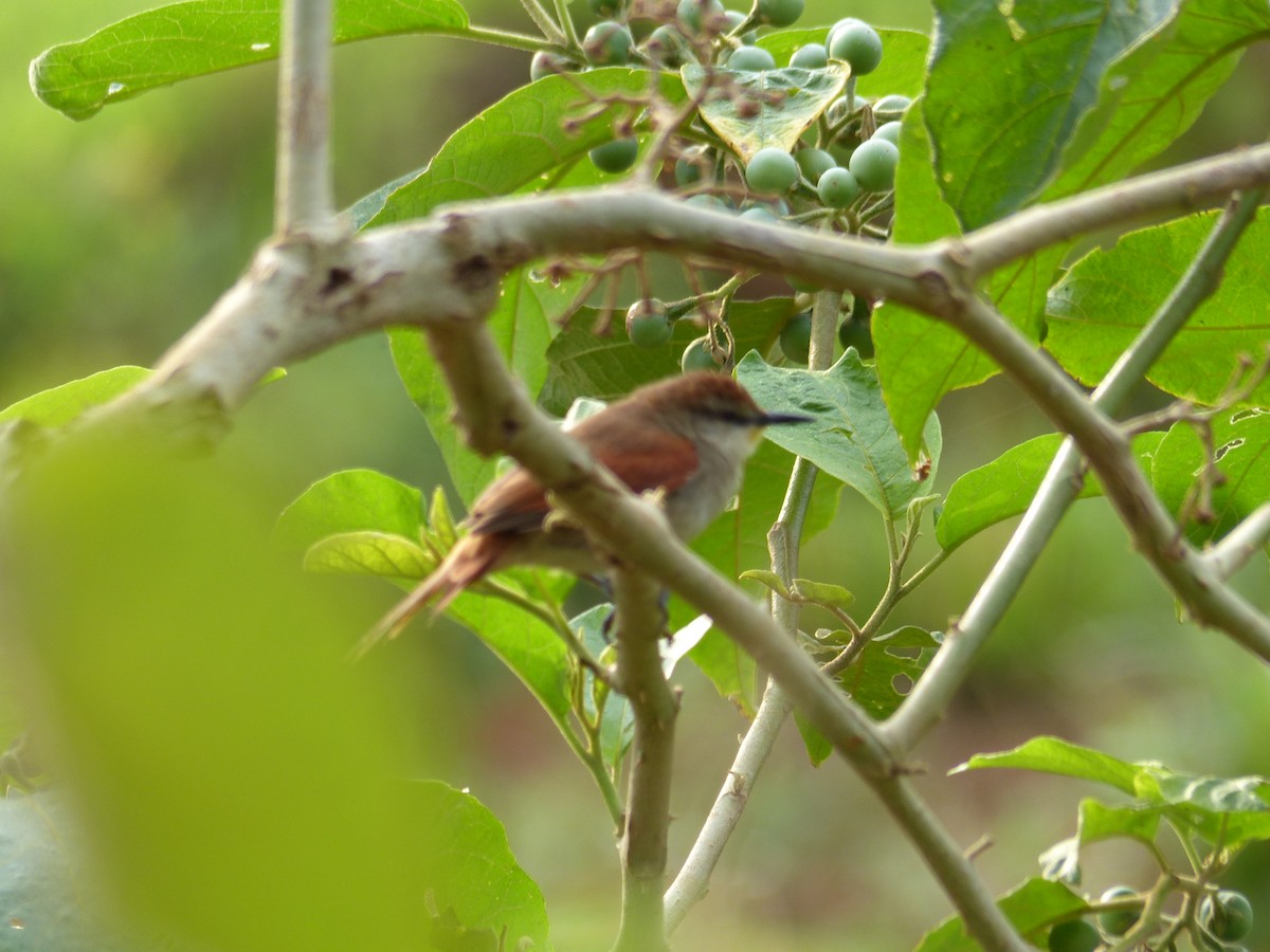 Yellow-chinned Spinetail - ML339025191