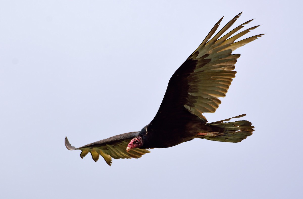 Turkey Vulture - Ad Konings
