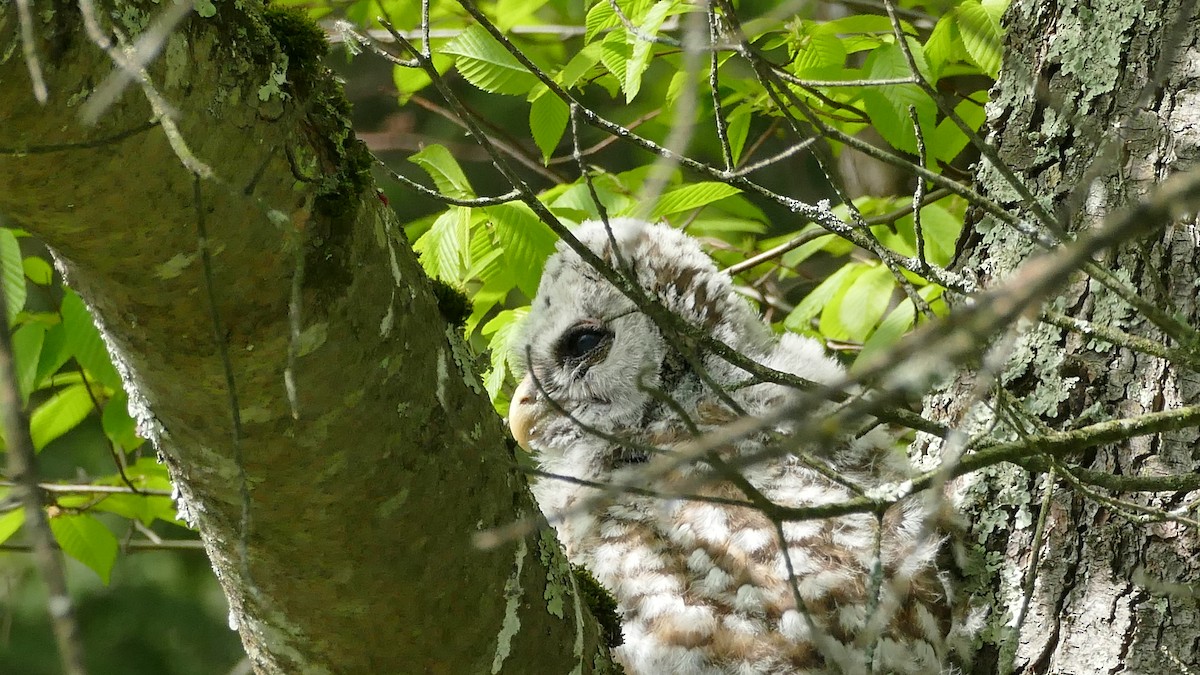 Barred Owl - ML339027221