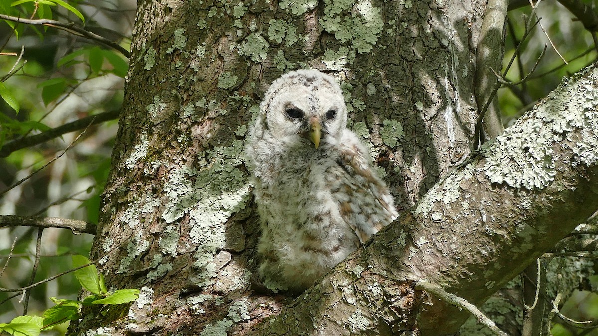 Barred Owl - ML339027381