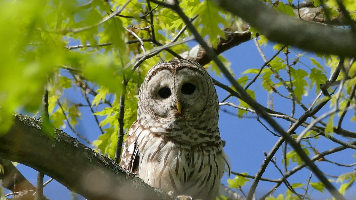Barred Owl - ML339028241