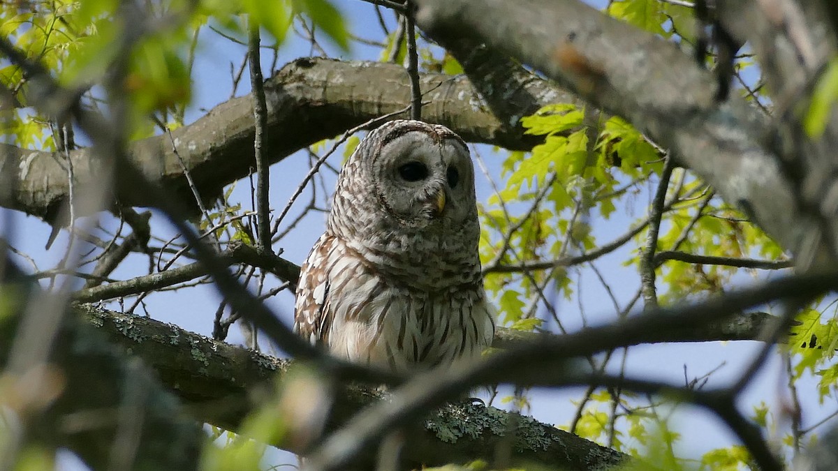 Barred Owl - ML339028471