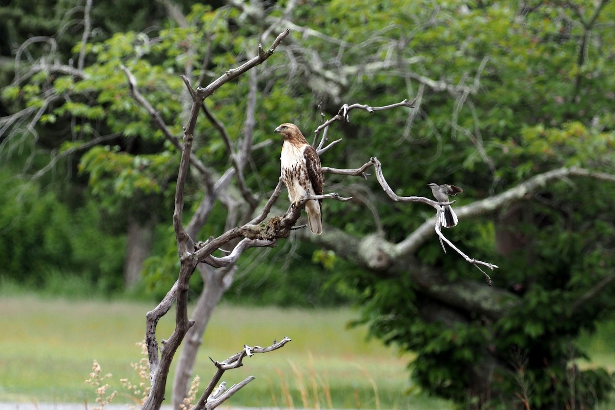 Red-tailed Hawk - Nick  Kontonicolas