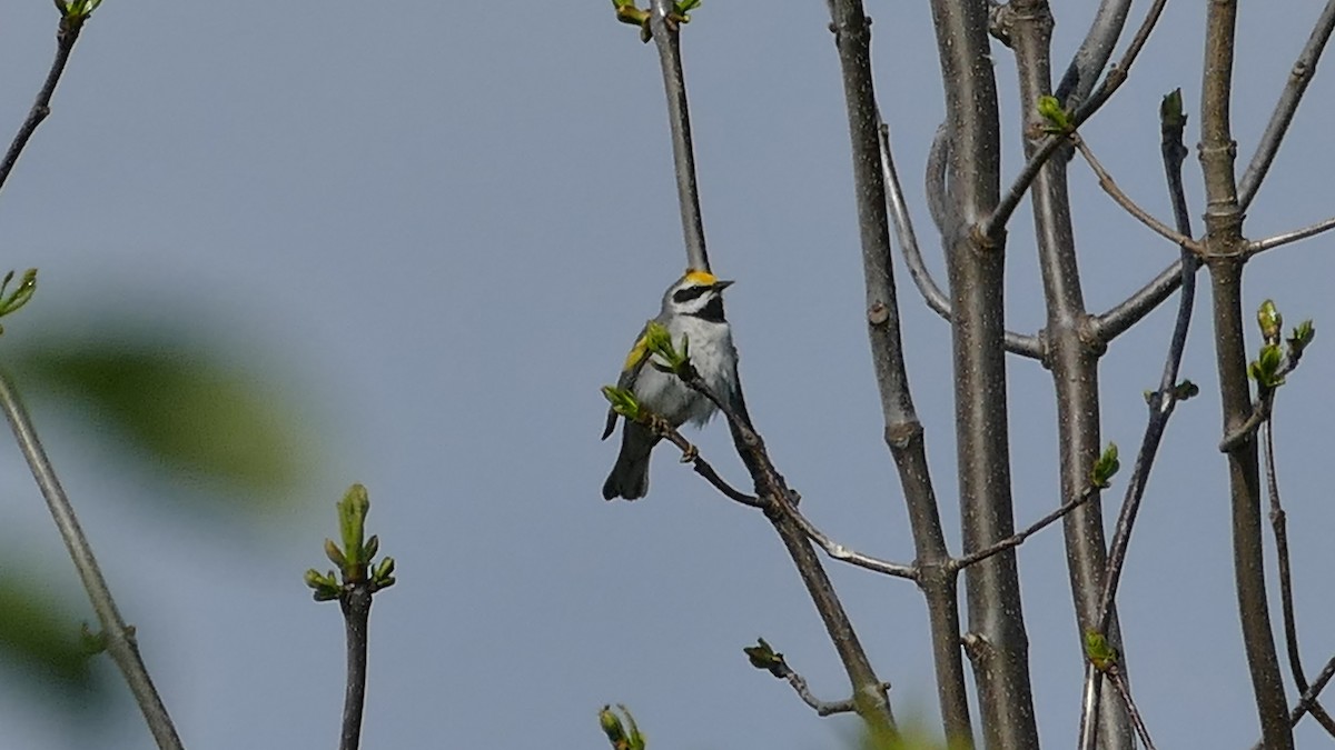 Golden-winged Warbler - Avery Fish