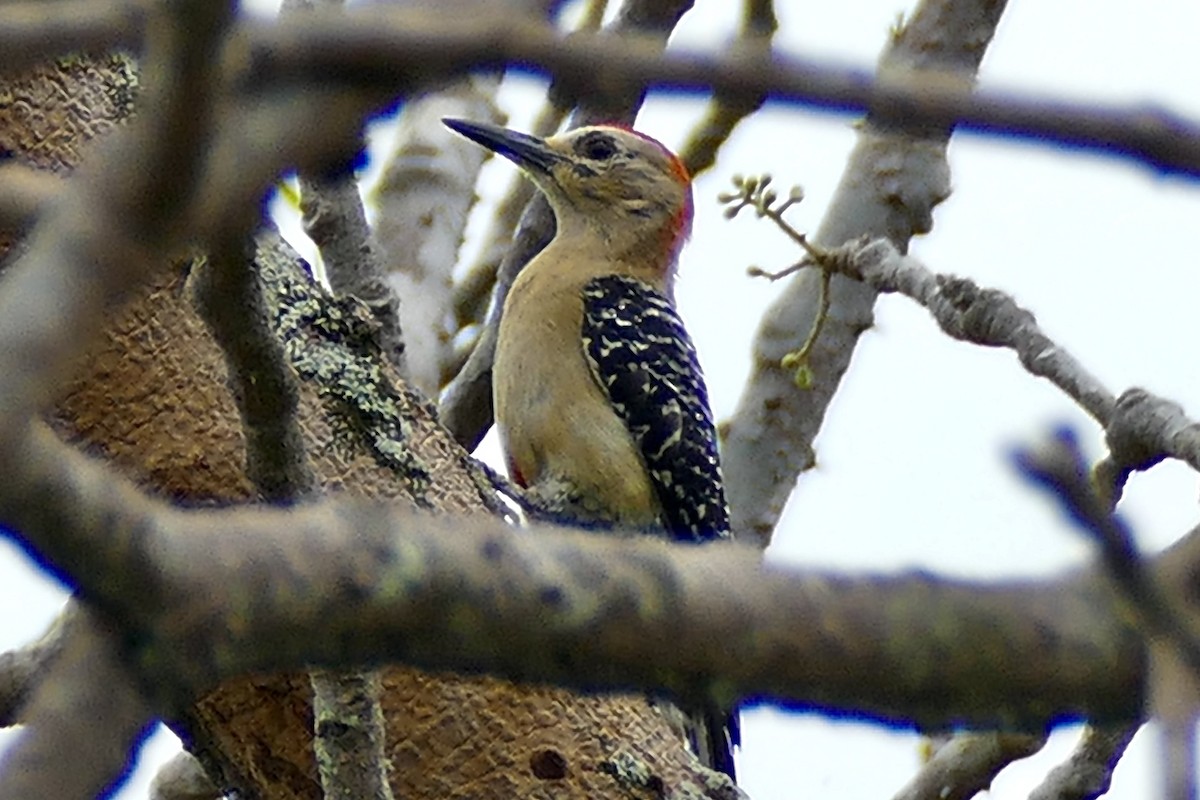 Red-crowned Woodpecker - ML339030851