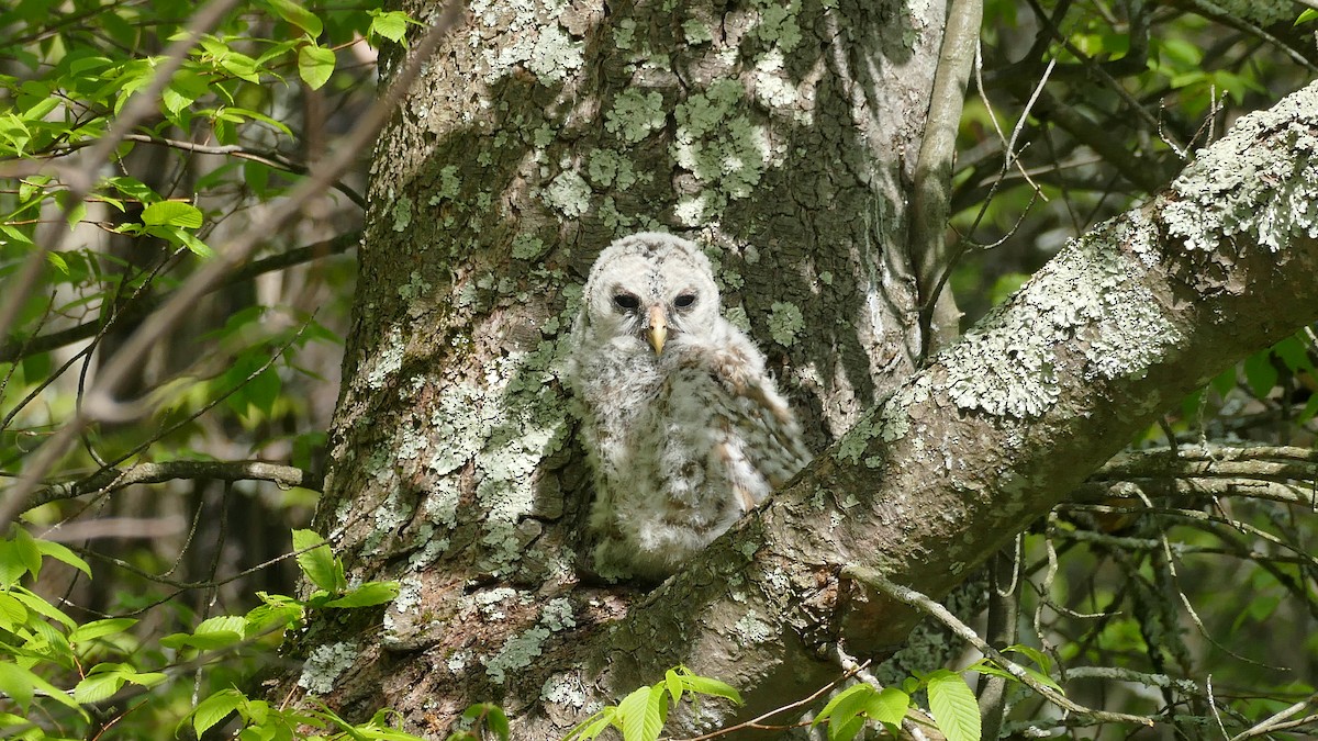 Barred Owl - ML339032381