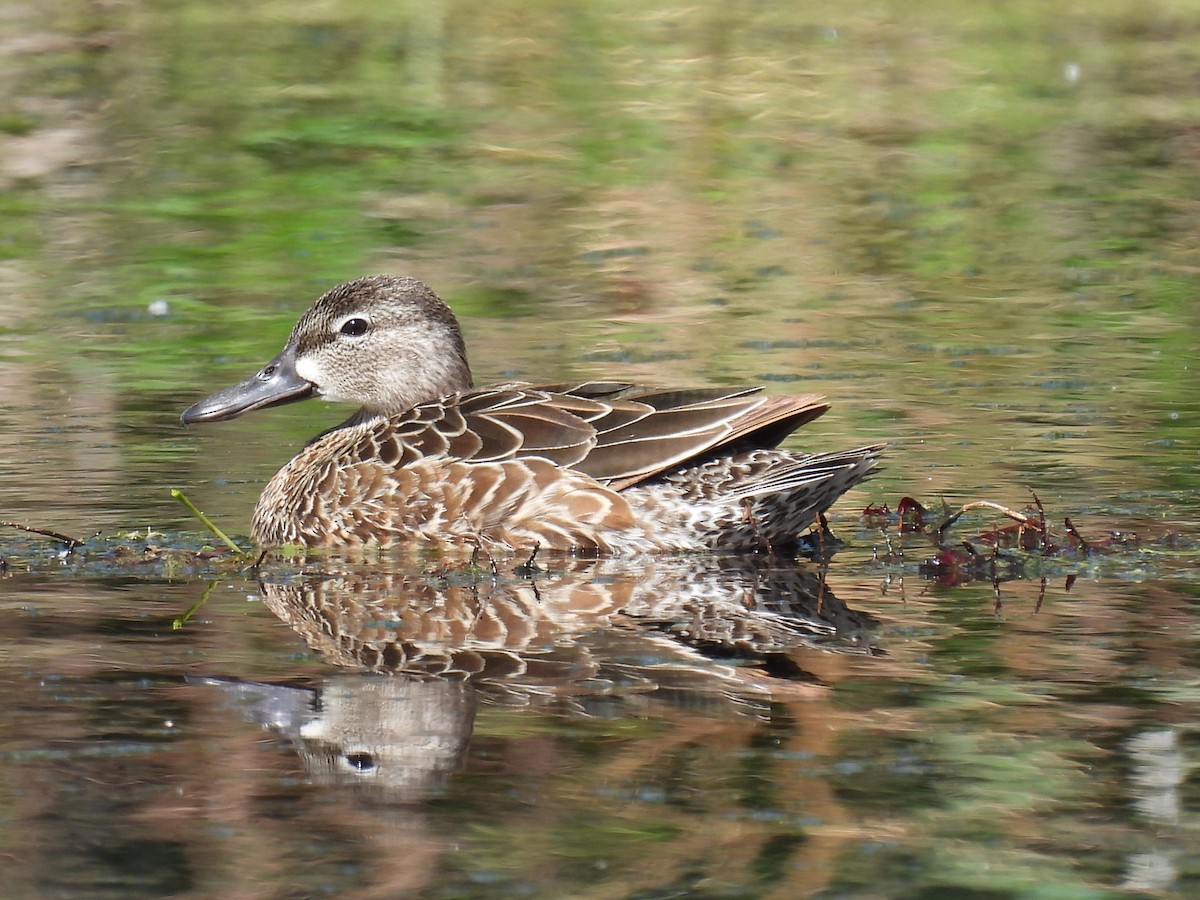 Blue-winged Teal - ML339033071