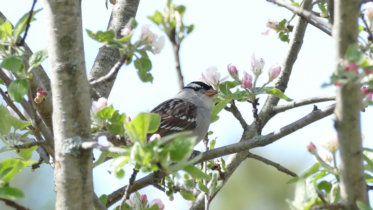 White-crowned Sparrow (leucophrys) - ML339037201