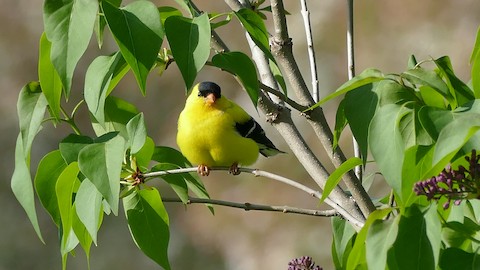 American Goldfinch - Avery Fish