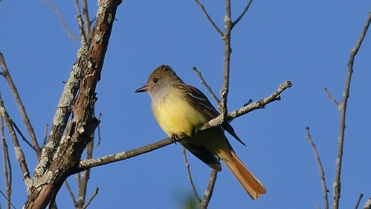Great Crested Flycatcher - ML339041401