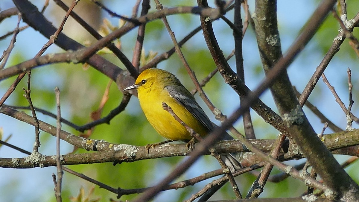Blue-winged Warbler - Avery Fish