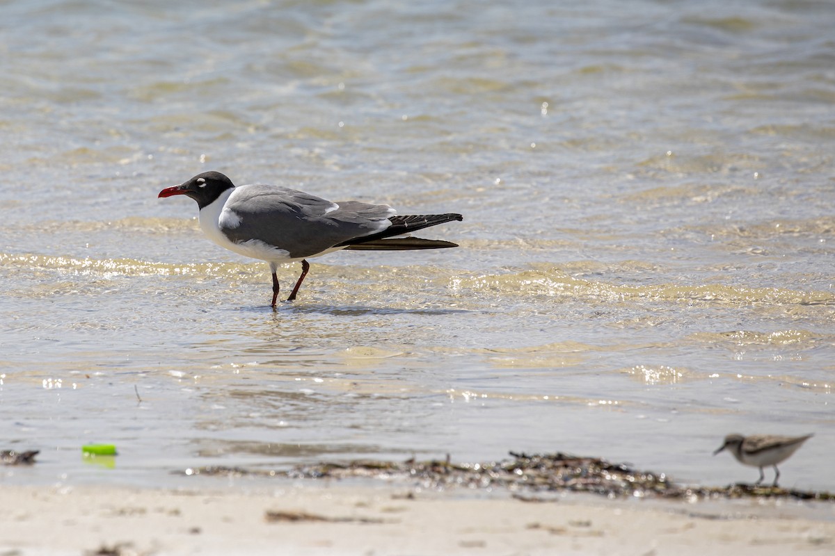 Laughing Gull - Kristie Moore