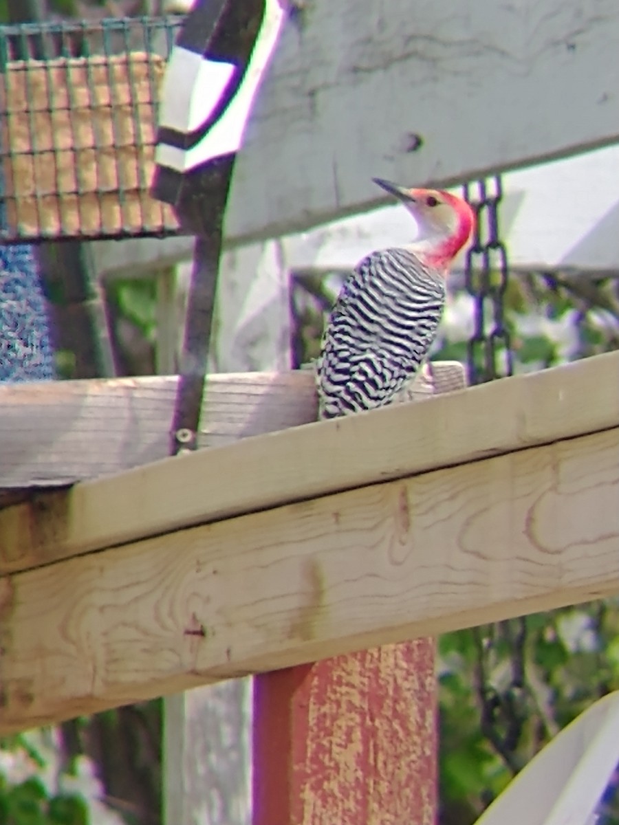 Red-bellied Woodpecker - ML339048261