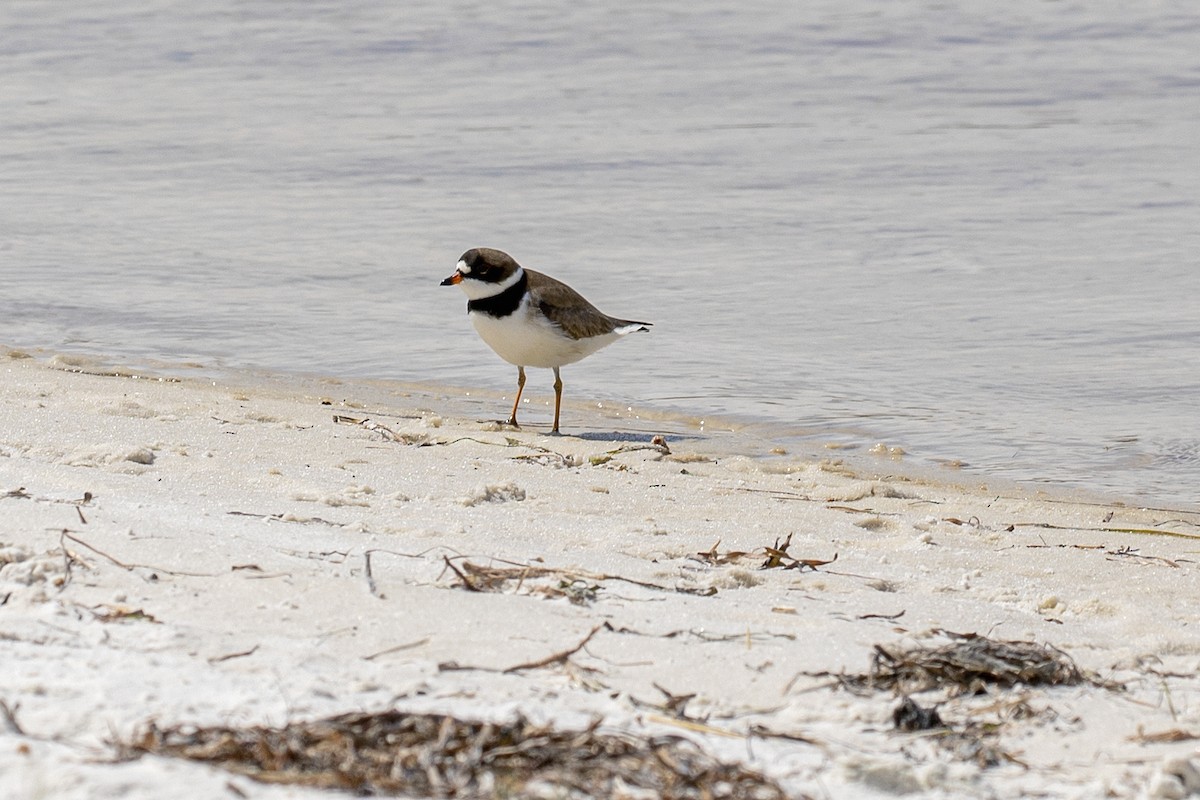 Semipalmated Plover - ML339048541