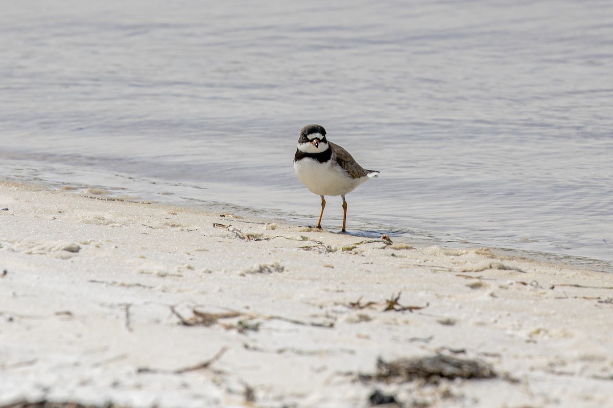 Semipalmated Plover - ML339048671