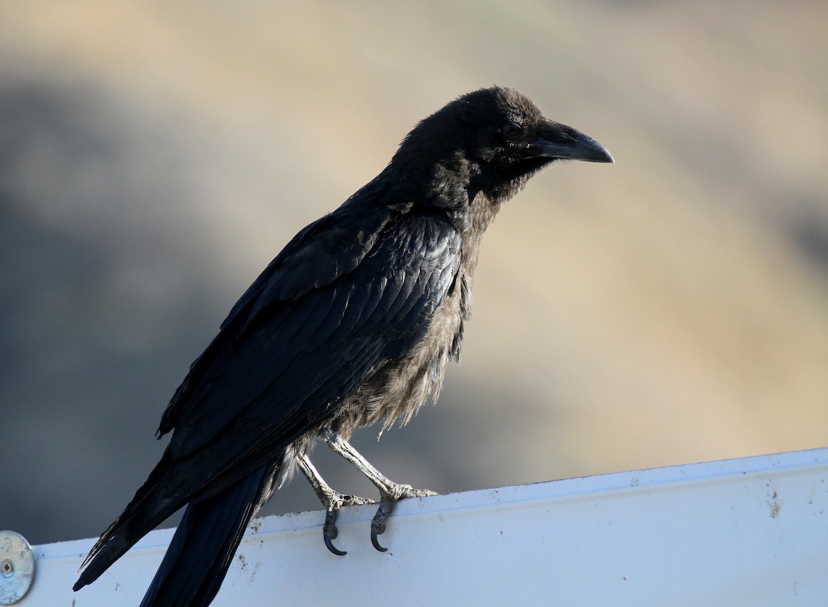 Common Raven - Matthew Grube