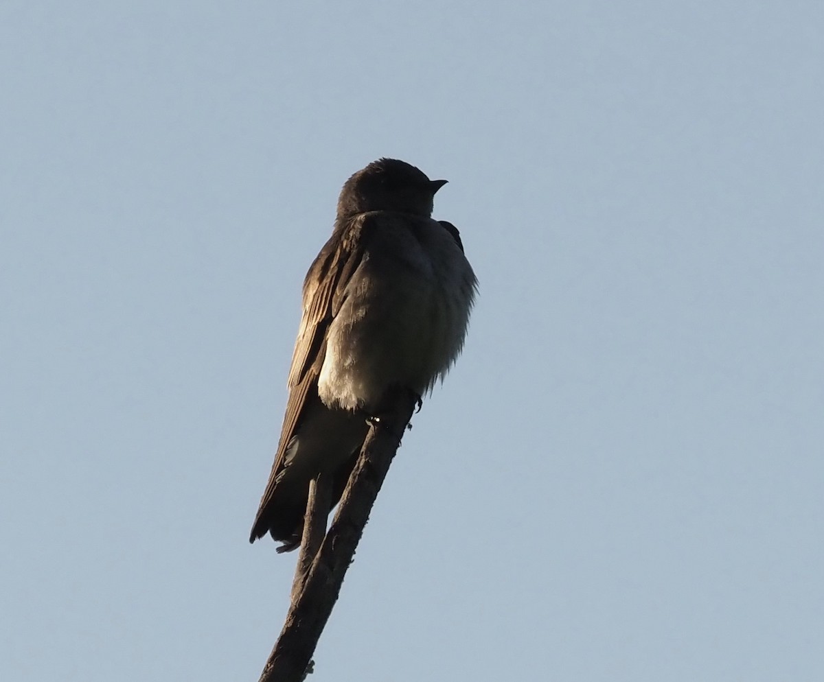 Northern Rough-winged Swallow - ML339049911