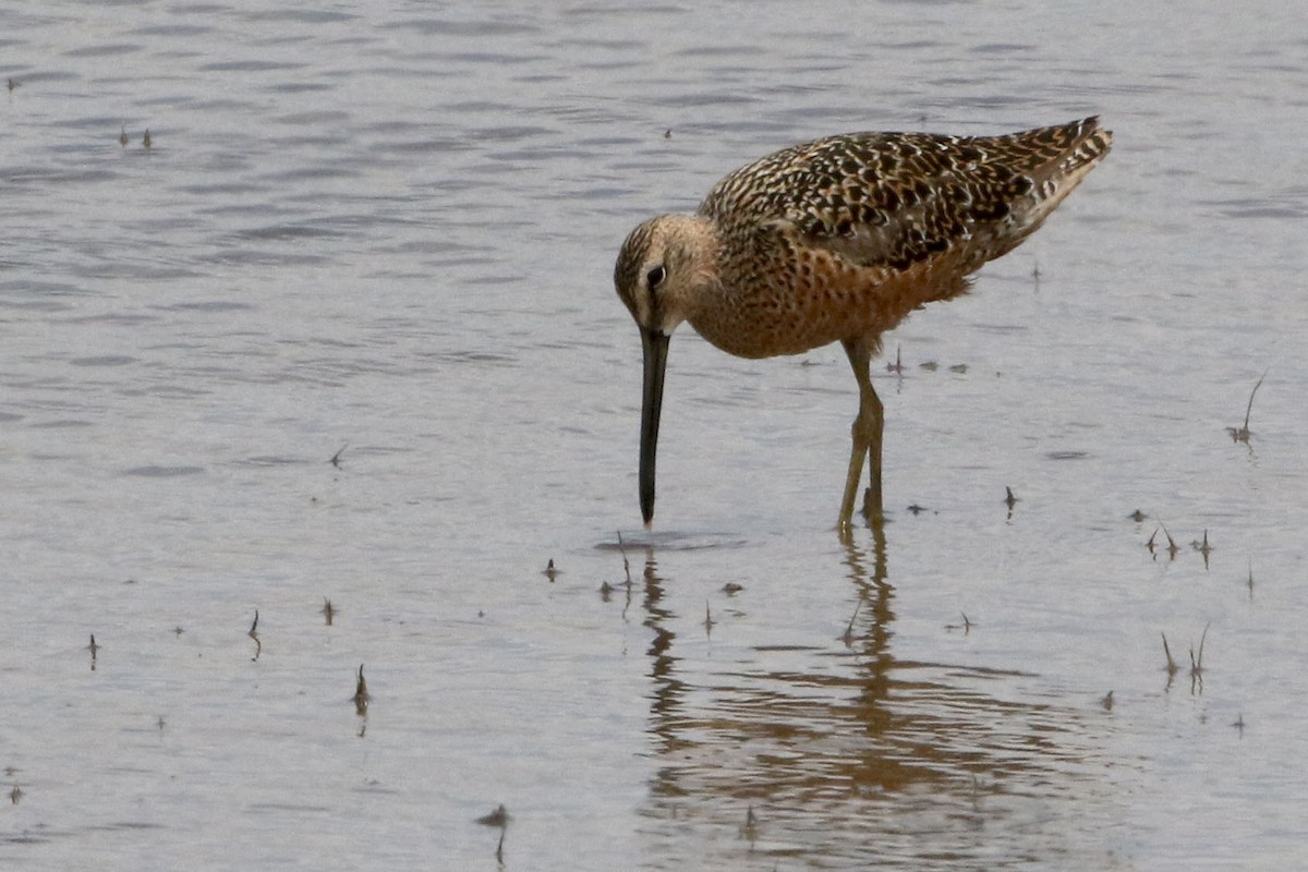 eBird Checklist - 16 May 2021 - Lorenzo FM1471 Rookery - 23 species