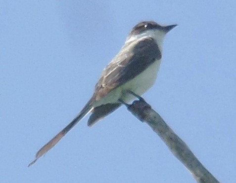 Fork-tailed Flycatcher - ML339052061