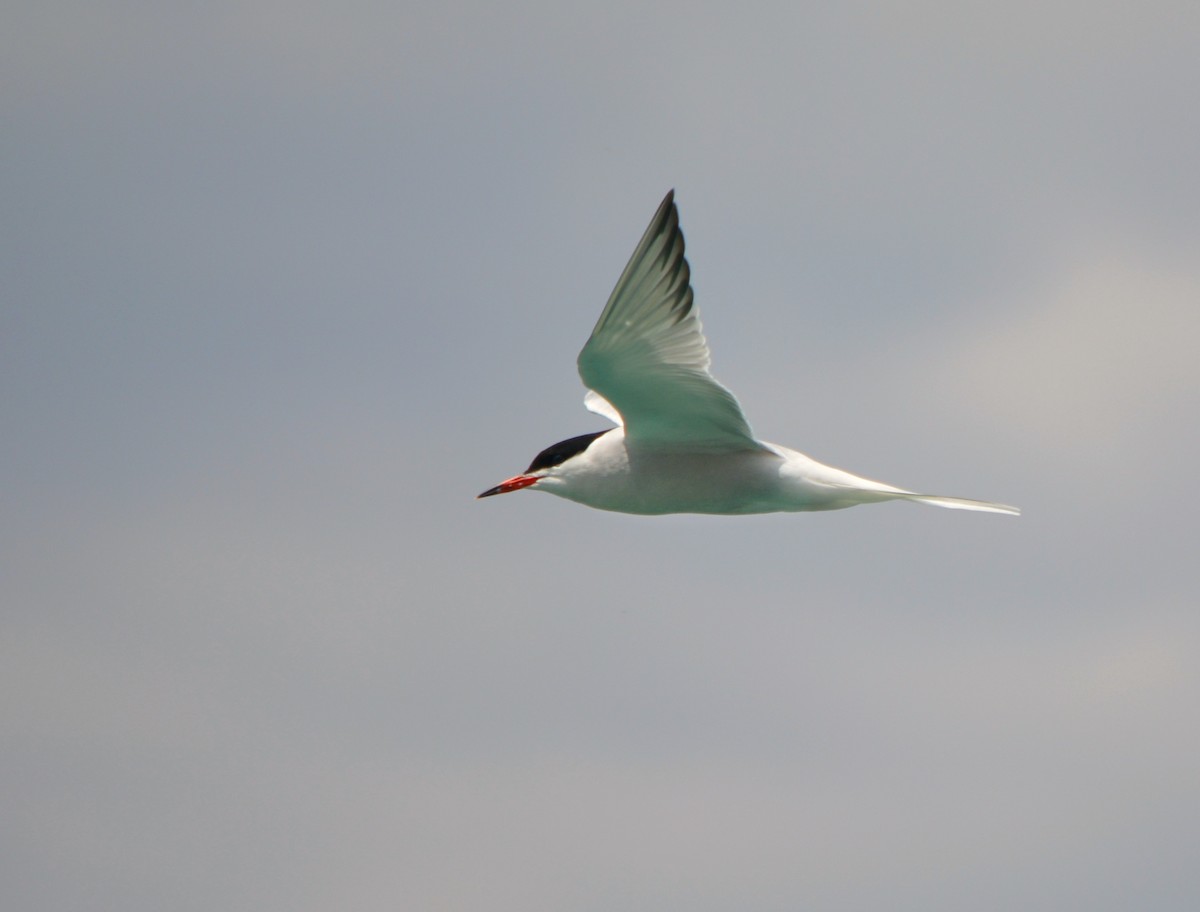 Common Tern - Sam Greene