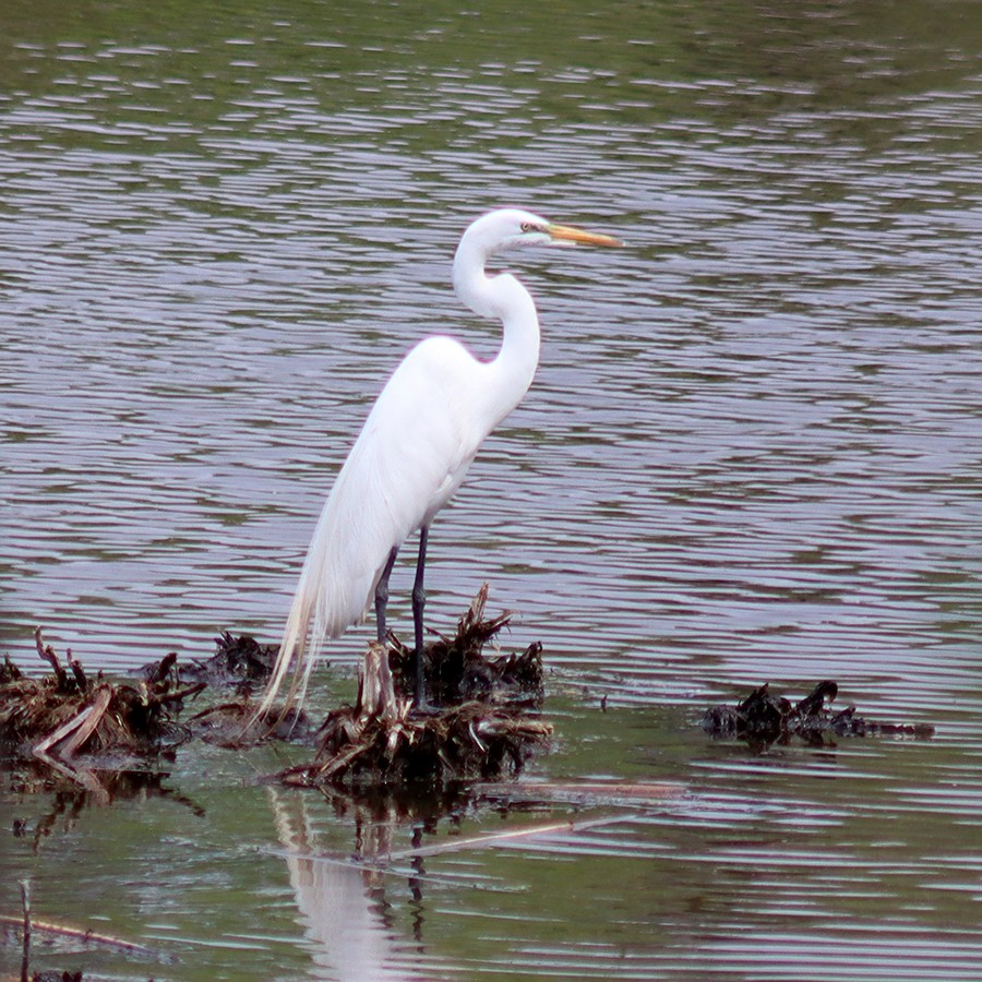 eBird Checklist - 16 May 2021 - Manhattan Marsh Preserve Metropark - 37 ...