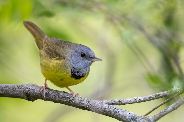 Possible confusion species: Mourning Warbler (<em class="SciName notranslate">Geothlypis philadelphia</em>). - Mourning Warbler - 
