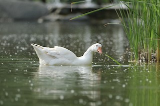 Graylag Goose (Domestic type), ML339066681