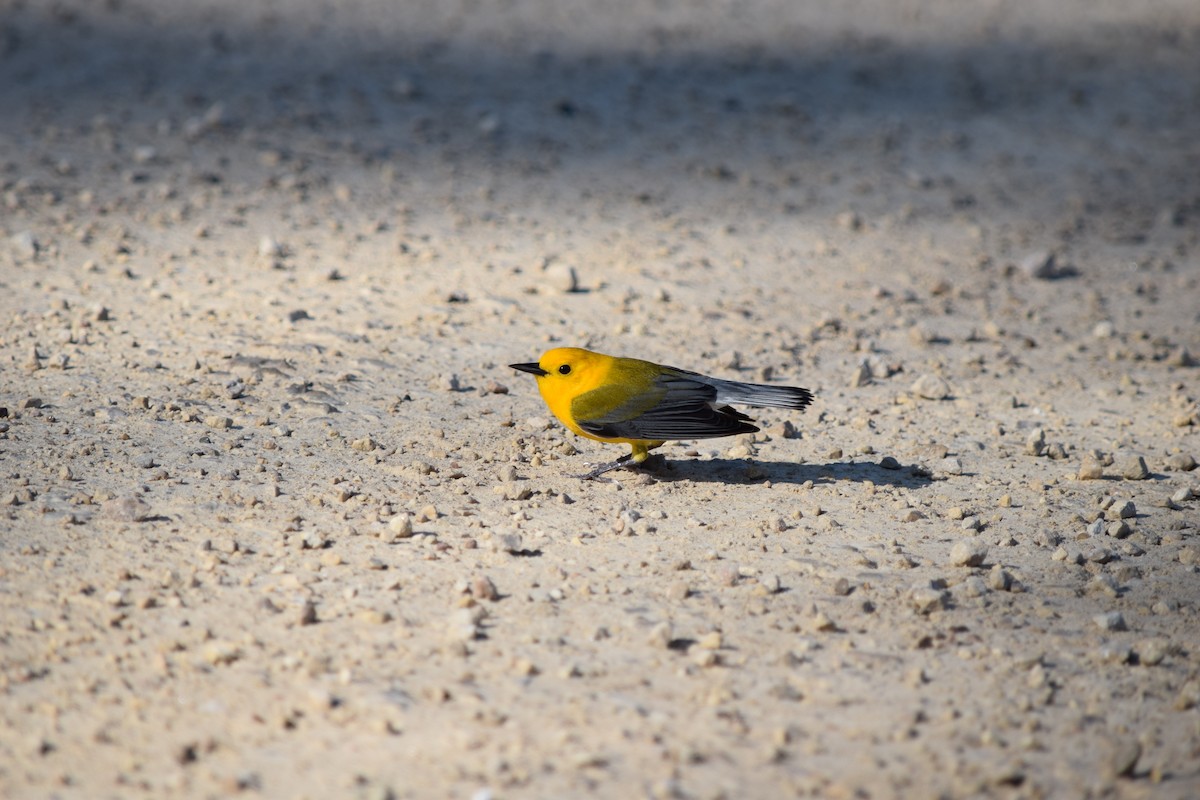 Prothonotary Warbler - ML339079211