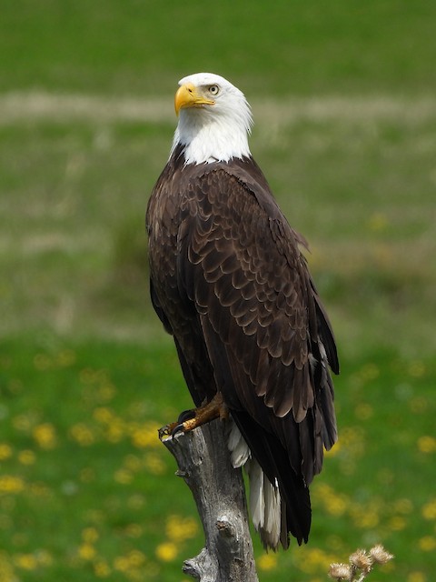 Bald Eagles in Corinne