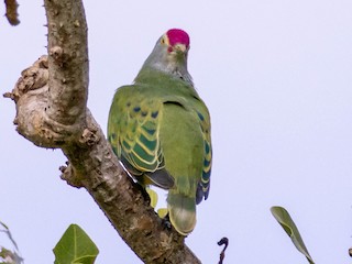  - Mariana Fruit-Dove