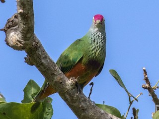  - Mariana Fruit-Dove