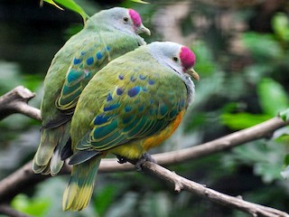  - Mariana Fruit-Dove