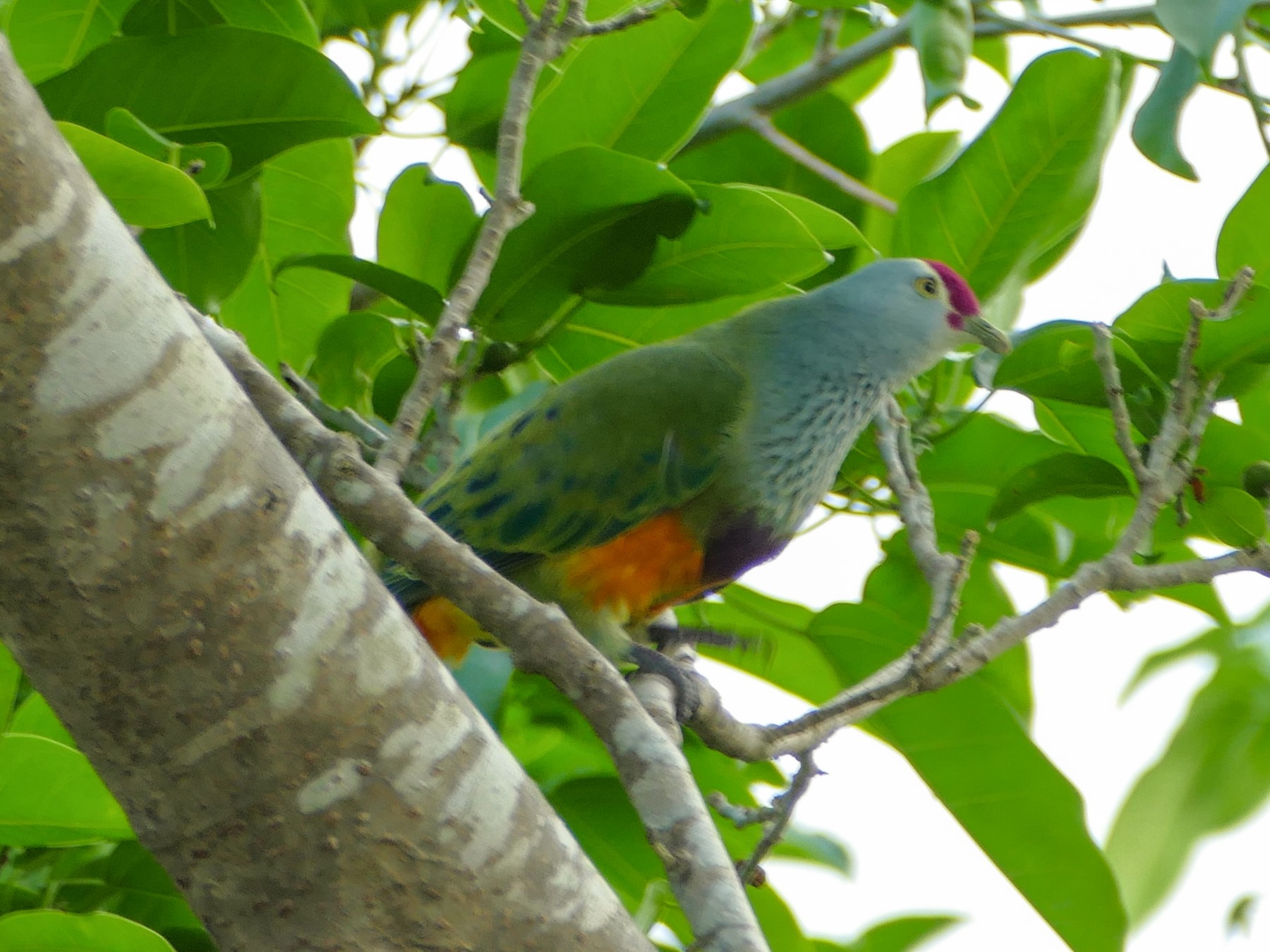 Mariana Fruit-Dove - eBird