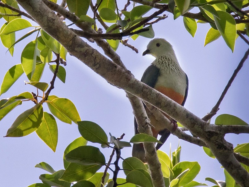 Silver-capped Fruit-Dove - Lars Petersson