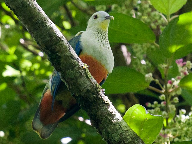 Silver-capped Fruit-Dove - Mark Maddock
