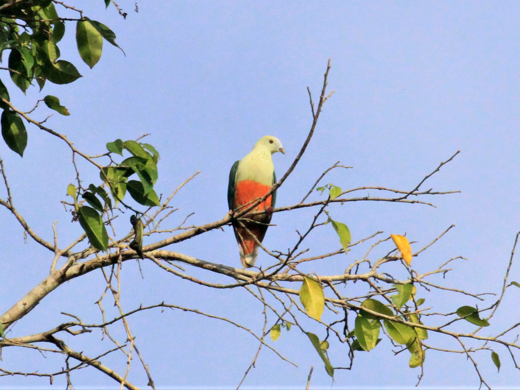 Silver-capped Fruit-Dove - Charles Davies
