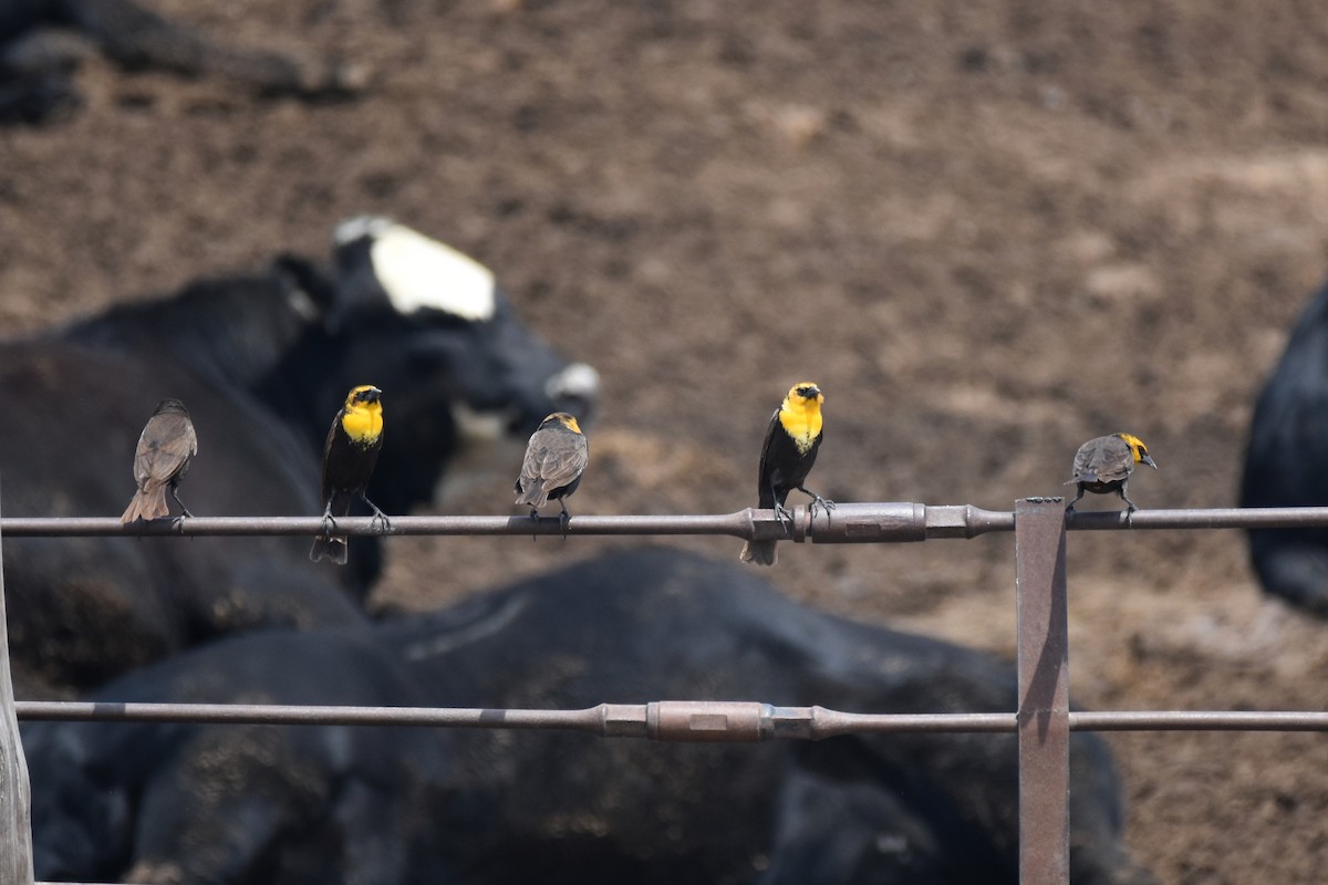 Yellow-headed Blackbird - ML339090101
