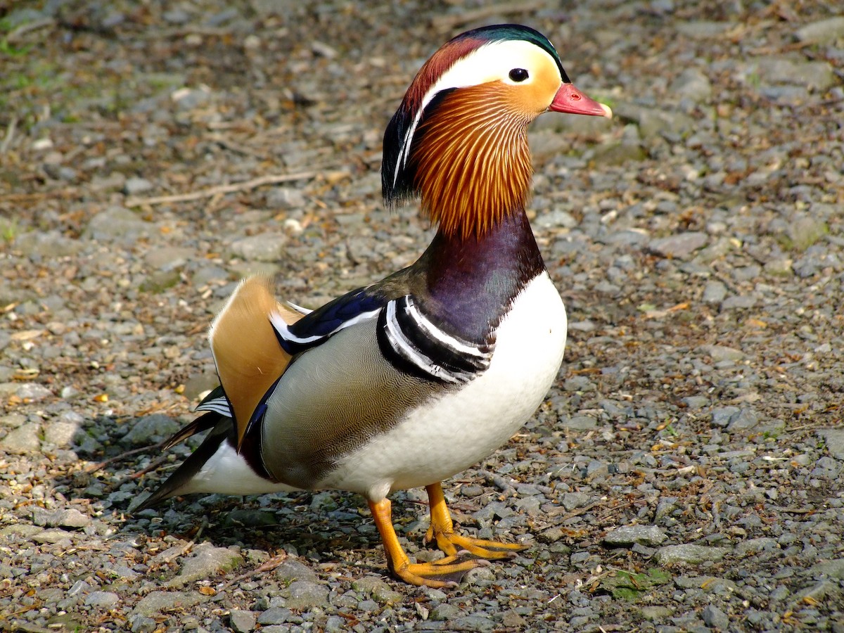 Mandarin Duck - Thomas Doebel