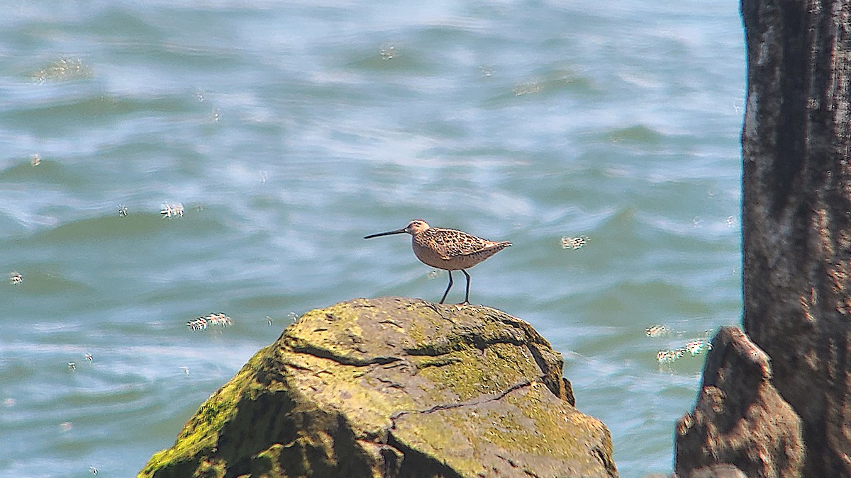 Long-billed Dowitcher - ML339101201