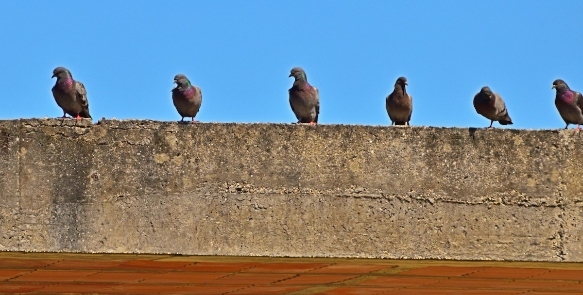 Rock Pigeon (Feral Pigeon) - ML339112111