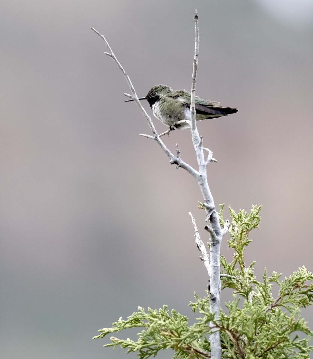 Black-chinned Hummingbird - Pamela S