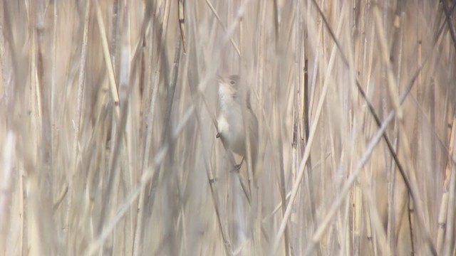 Common Reed Warbler - ML339117651
