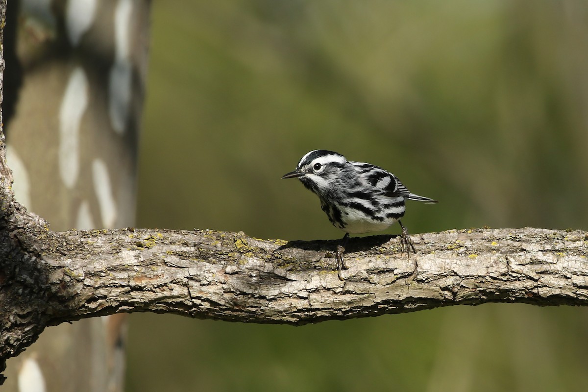 Black-and-white Warbler - ML339121161