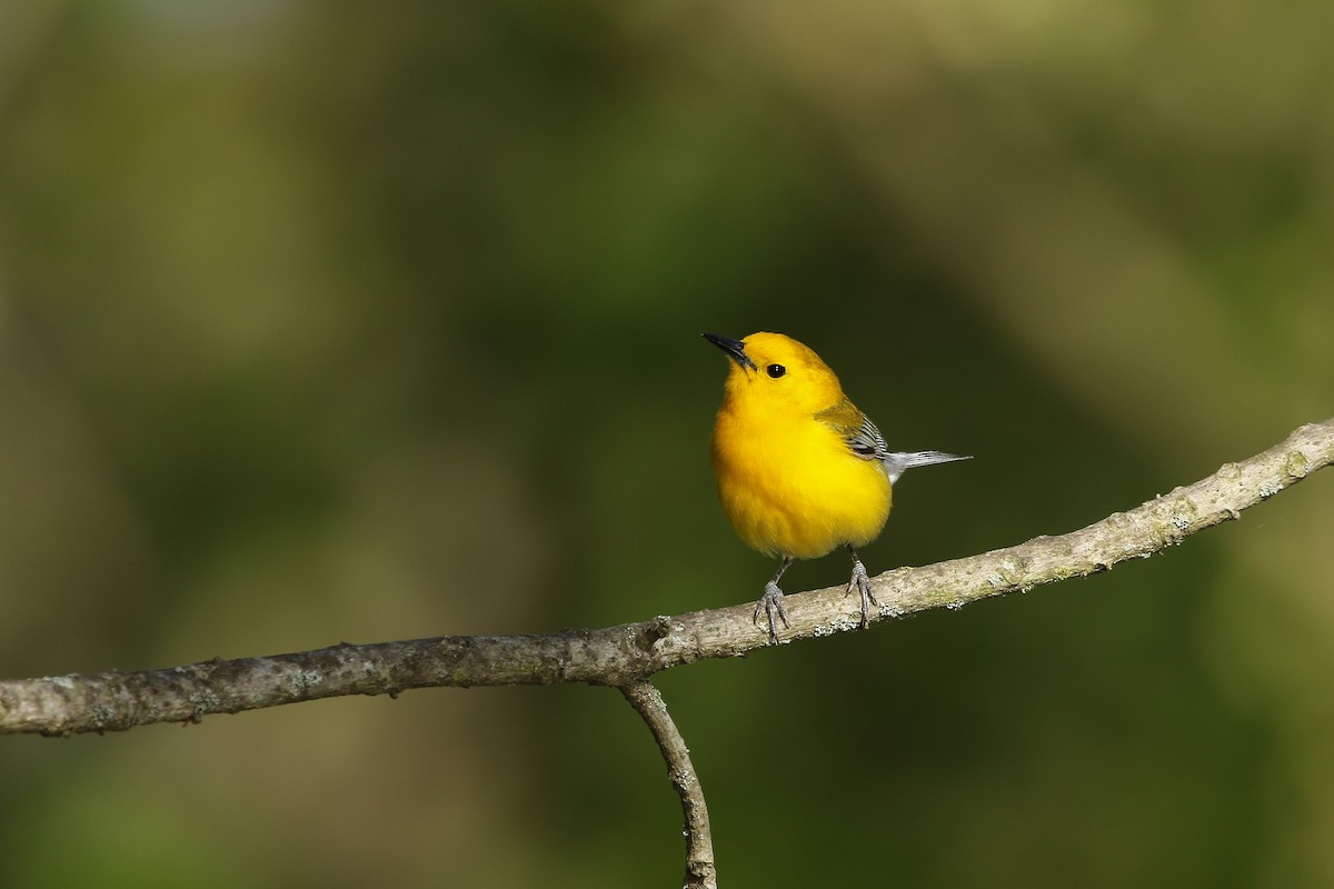 Prothonotary Warbler - Kojo Baidoo