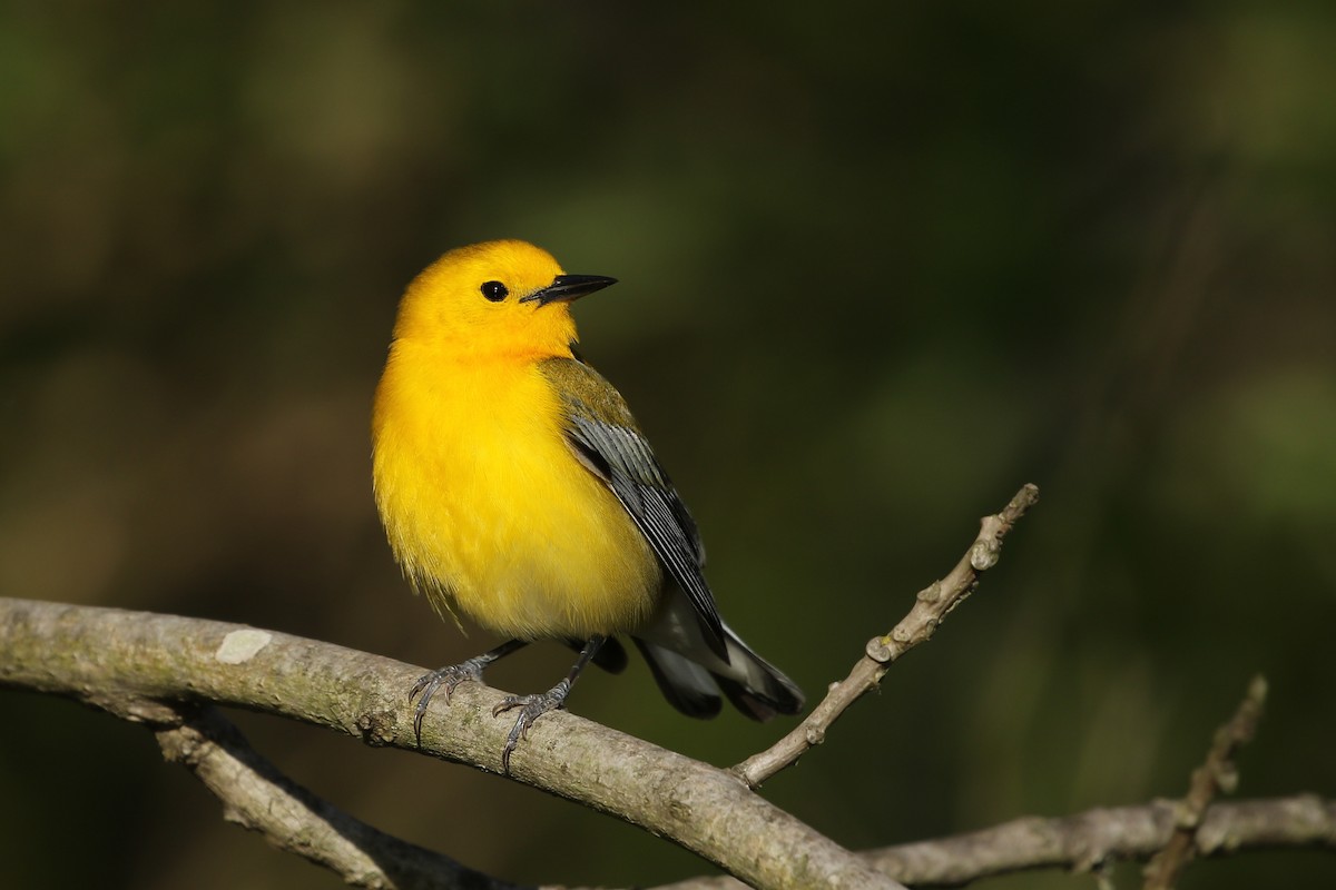 Prothonotary Warbler - ML339121421
